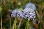 01_Globularia nudicalis (bottonaria di monte)